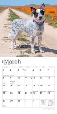 2026 BrownTrout Australian Cattle Dogs 7" x 7" Monthly Wall Calendar (9798330702183)