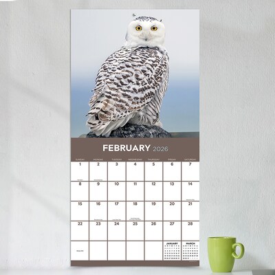 2026 TF Publishing Owls 12" x 12" Monthly Wall Calendar (26-1044)