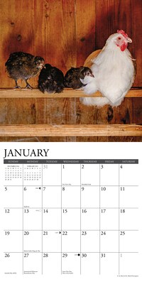 2025 Willow Creek Just Us Chickens 12" x 12" Monthly Wall Calendar (43592)