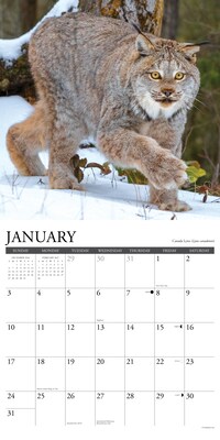 2027 Willow Creek Multi 12" x 12" Monthly Wall Calendar, Reversible, Assorted Colors (62067)