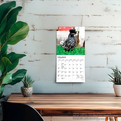 2027 BrownTrout Chickens 7" x 7" Monthly Wall Calendar, Assorted Colors (9798330709786)