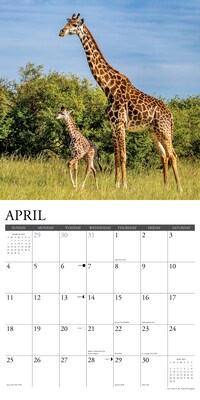 2027 Willow Creek Giraffes 12" x 12" Monthly Wall Calendar (60421)