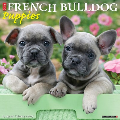 2027 Willow Creek French Bulldog Puppies 12 x 12 Monthly Wall Calendar, Assorted Colors (60292)