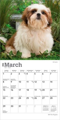 2026 BrownTrout Shih Tzu Puppies 7" x 7" Monthly Wall Calendar (9798330705542)