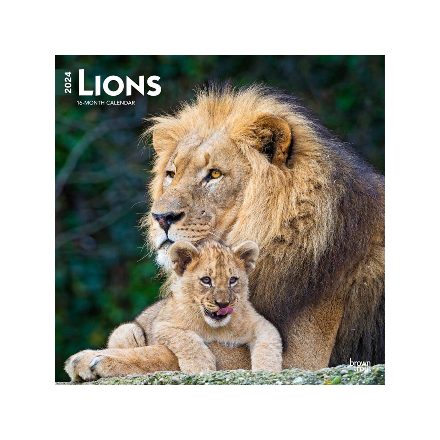 2024 BrownTrout Lions 12 x 12 Monthly Wall Calendar (9781975470791)
