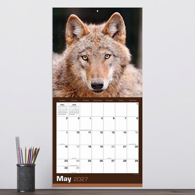 2027 TF Publishing Wolves 12" x 12" Monthly Wall Calendar, Multicolored (27-1035)