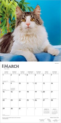 2026 BrownTrout Maine Coon Cats 12" x 12" Monthly Wall Calendar (9798330704460)