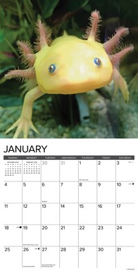 2026 Willow Creek Axolotls 12" x 12" Monthly Wall Calendar (49990)