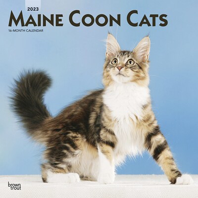 2023 BrownTrout Maine Coon Cats 12 x 12 Monthly Wall Calendar (9781975452124)