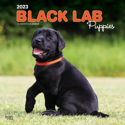 2023 BrownTrout Black Labrador Retriever Puppies 12 x 24 Monthly Wall Calendar, (9781975451967)