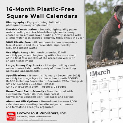 2025 BrownTrout Staffordshire Bull Terriers Puppies 12" x 12" Monthly Square Wall Calendar (9781975475741)