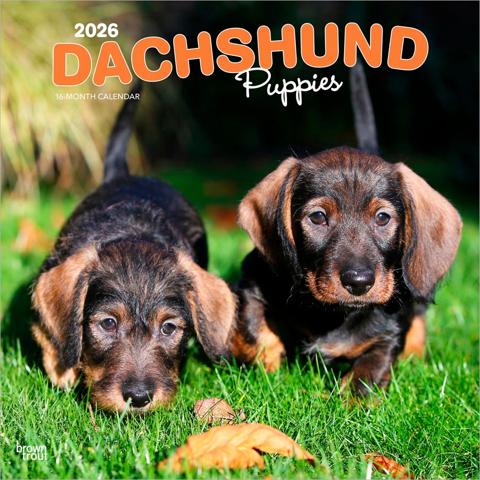 2026 BrownTrout Dachshund Puppies 12 x 12 Monthly Wall Calendar (9798330703098)