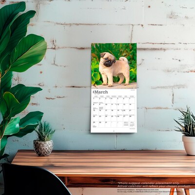 2026 BrownTrout Pug Puppies 7" x 7" Monthly Wall Calendar (9798330705214)