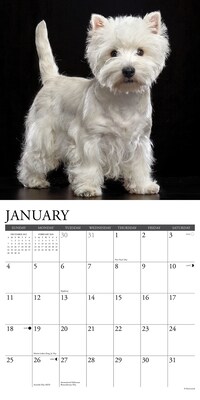 2026 Willow Creek Westies 12" x 12" Monthly Wall Calendar (53133)