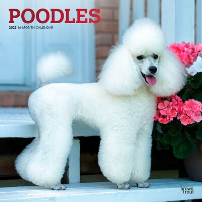 2023 BrownTrout Poodles 12 x 12 Monthly Wall Calendar (9781975452513)