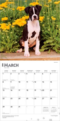 2026 BrownTrout I Love Puppies 12" x 12" Monthly Wall Calendar (9798330705283)
