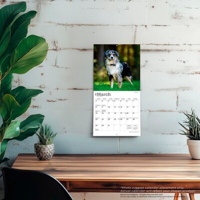 2026 BrownTrout Australian Shepherds 7" x 7" Monthly Wall Calendar (9798330702213)