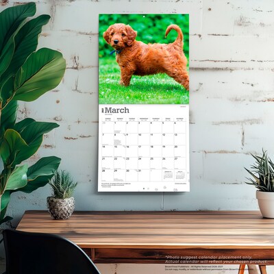 2027 BrownTrout Goldendoodles 12" x 12" Monthly Wall Calendar (9798330712489)