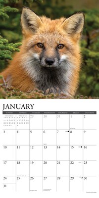 2027 Willow Creek Foxes 12" x 12" Monthly Wall Calendar, Assorted Colors (60278)