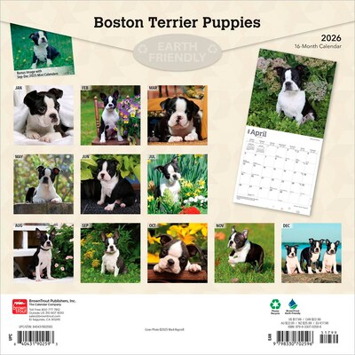 2026 BrownTrout Boston Terrier Puppies 12 x 12 Monthly Wall Calendar (9798330702596)