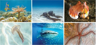 Custom Underwater World Spiral Wall Calendar