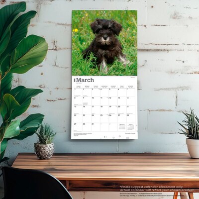 2026 BrownTrout Schnauzer Puppies 12" x 12" Monthly Wall Calendar (9798330705443)