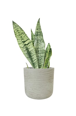 Desk Plants Snake Plant in a Grey Large Wilson pot (SPLWG)