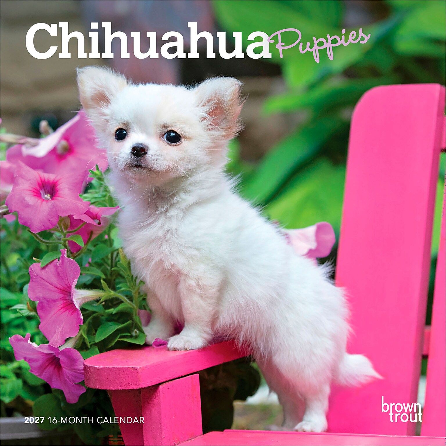2027 BrownTrout Chihuahua Puppies 7 x 7 Monthly Wall Calendar, Assorted Colors (9798330709960)