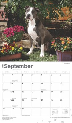 2025 BrownTrout For the Love of American Pit Bull Terriers 14" x 24" Monthly Deluxe Wall Calendar (9781975472986)
