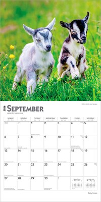 2026 BrownTrout Baby Goats 12" x 12" Monthly Wall Calendar (9798330702268)