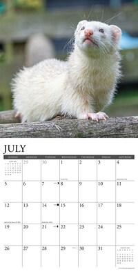 2026 Willow Creek Ferrets 12" x 12" Monthly Wall Calendar (55434)