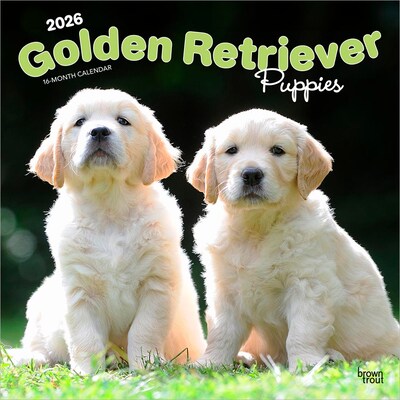 2026 BrownTrout Golden Retriever Puppies 12 x 12 Monthly Wall Calendar (9798330703463)