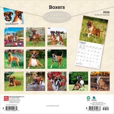 2026 BrownTrout Boxers International Edition 12 x 12 Monthly Wall Calendar (9798330702633)