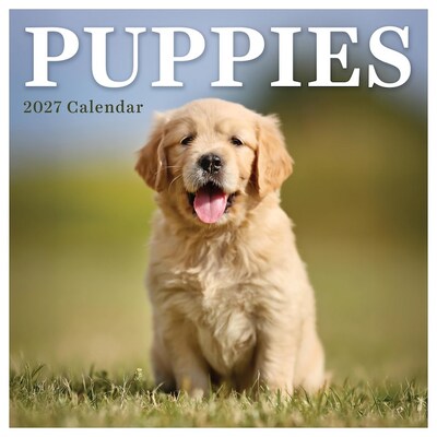2027 TF Publishing Puppies 7 x 7 Monthly Wall Calendar, Multicolored (27-2007)