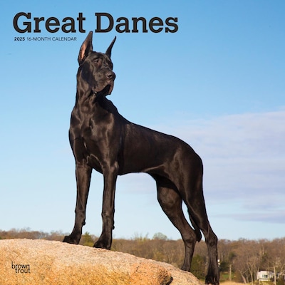2025 BrownTrout Great Danes 12 x 12 Monthly Square Wall Calendar (9781975477103)