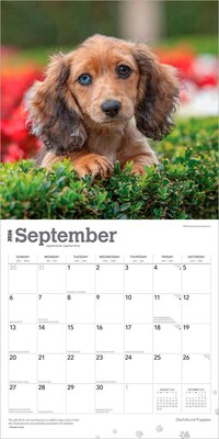 2026 BrownTrout Dachshund Puppies 12" x 12" Monthly Wall Calendar (9798330703098)