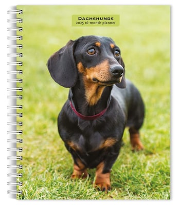2025 BrownTrout Dachshunds 6 x 7.75 Weekly Engagement Planner, Paper Cover, Multicolored (97819754