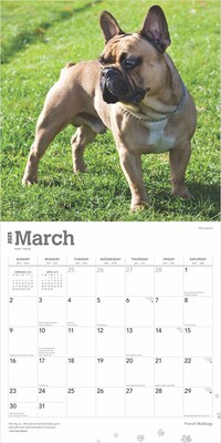 2025 BrownTrout French Bulldogs 12" x 12" Monthly Square Wall Calendar (9781975476984)