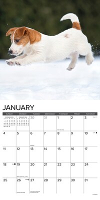 2026 Willow Creek Jack Russell Puppies 12" x 12" Monthly Wall Calendar (51610)