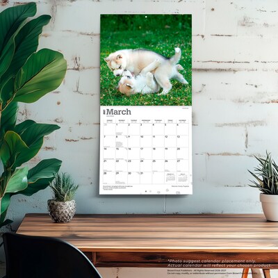 2027 BrownTrout Siberian Husky Puppies 12" x 12" Monthly Wall Calendar (9798330712700)