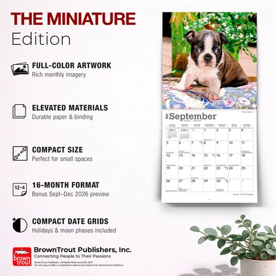 2027 BrownTrout Boston Terrier Puppies 7" x 7" Monthly Wall Calendar, Assorted Colors (9798330709939)