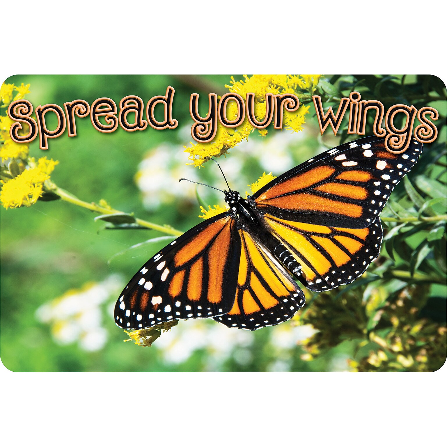 Ashley Productions The Original Fun Mat, Welcome Mat, 15.5 x 23.5, Spread Your Wings Butterfly Welcome (ASH91537)