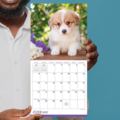 2027 TF Publishing Puppies 7" x 7" Monthly Wall Calendar, Multicolored (27-2007)