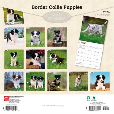 2026 BrownTrout Border Collie Puppies 12 x 12 Monthly Wall Calendar (9798330702541)