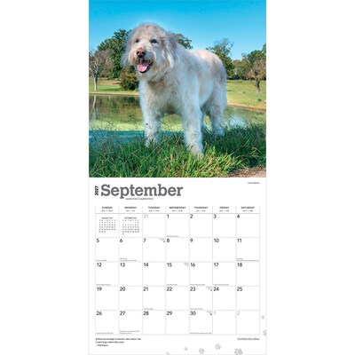 2027 BrownTrout Goldendoodles 12" x 12" Monthly Wall Calendar (9798330712489)