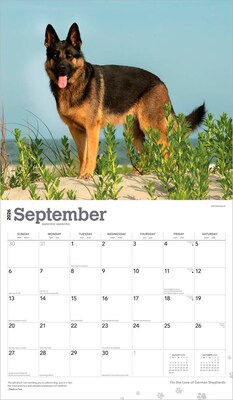 2026 BrownTrout For the Love of German Shepherds 14" x 12" Monthly Wall Calendar (9798330703395)