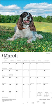 2026 BrownTrout English Springer Spaniels 12" x 12" Monthly Wall Calendar (9798330703227)
