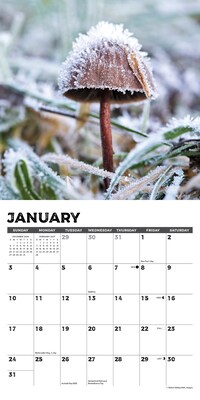 2027 Willow Creek Mushrooms 7" x 7" Monthly Wall Calendar, Assorted Colors (64092)