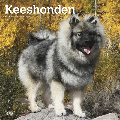 2023 BrownTrout Keeshonden 12 x 12 Monthly Wall Calendar (9781975451912)