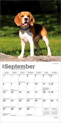 2026 BrownTrout Beagles 7" x 7" Monthly Wall Calendar (9798330702374)